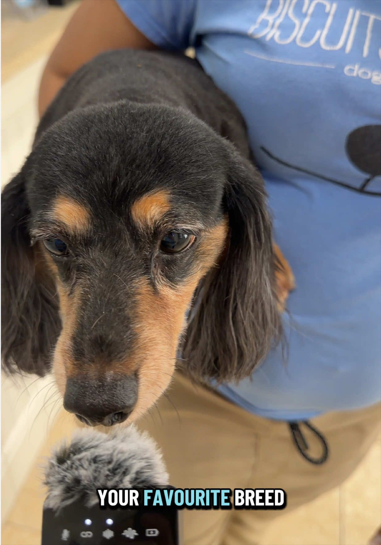 @Biscuits & Bath | Dog Retreat