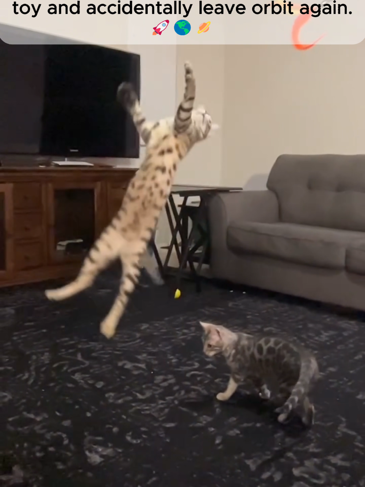 @The Kitten Spot
