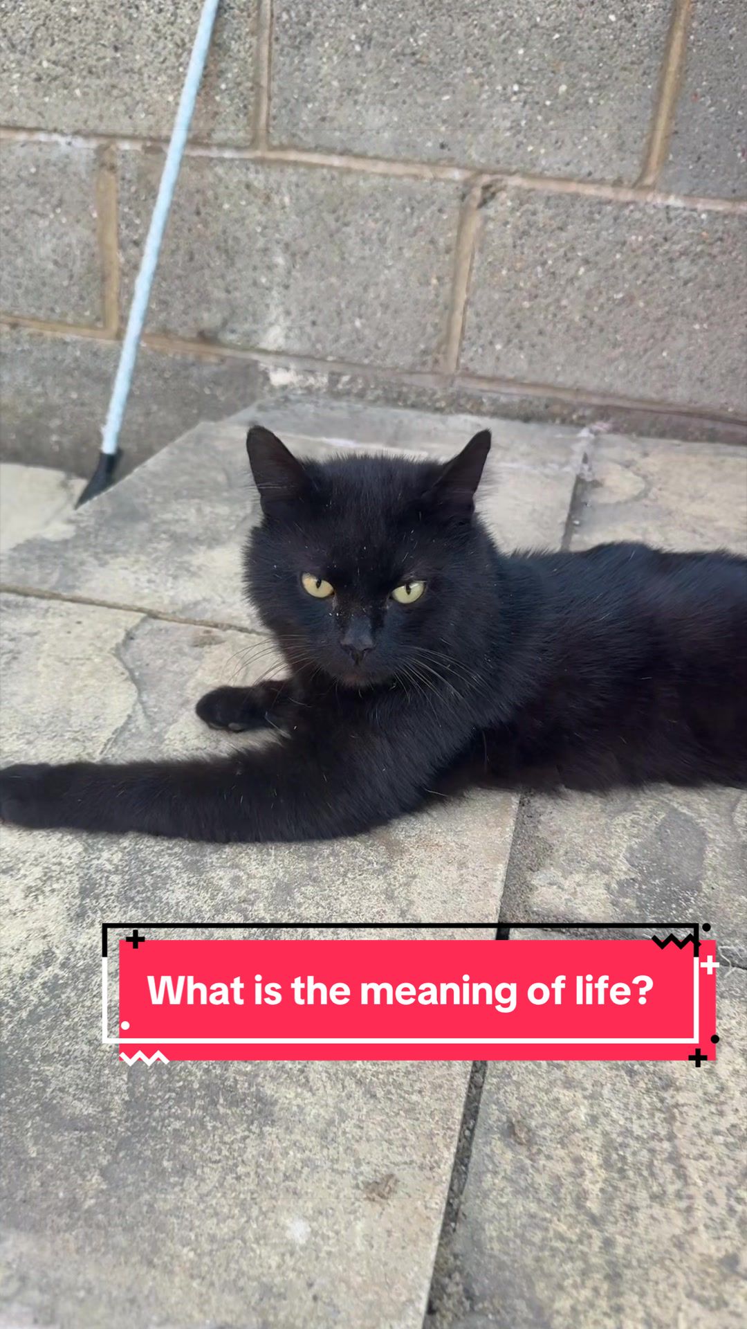 @Miracle Kittens