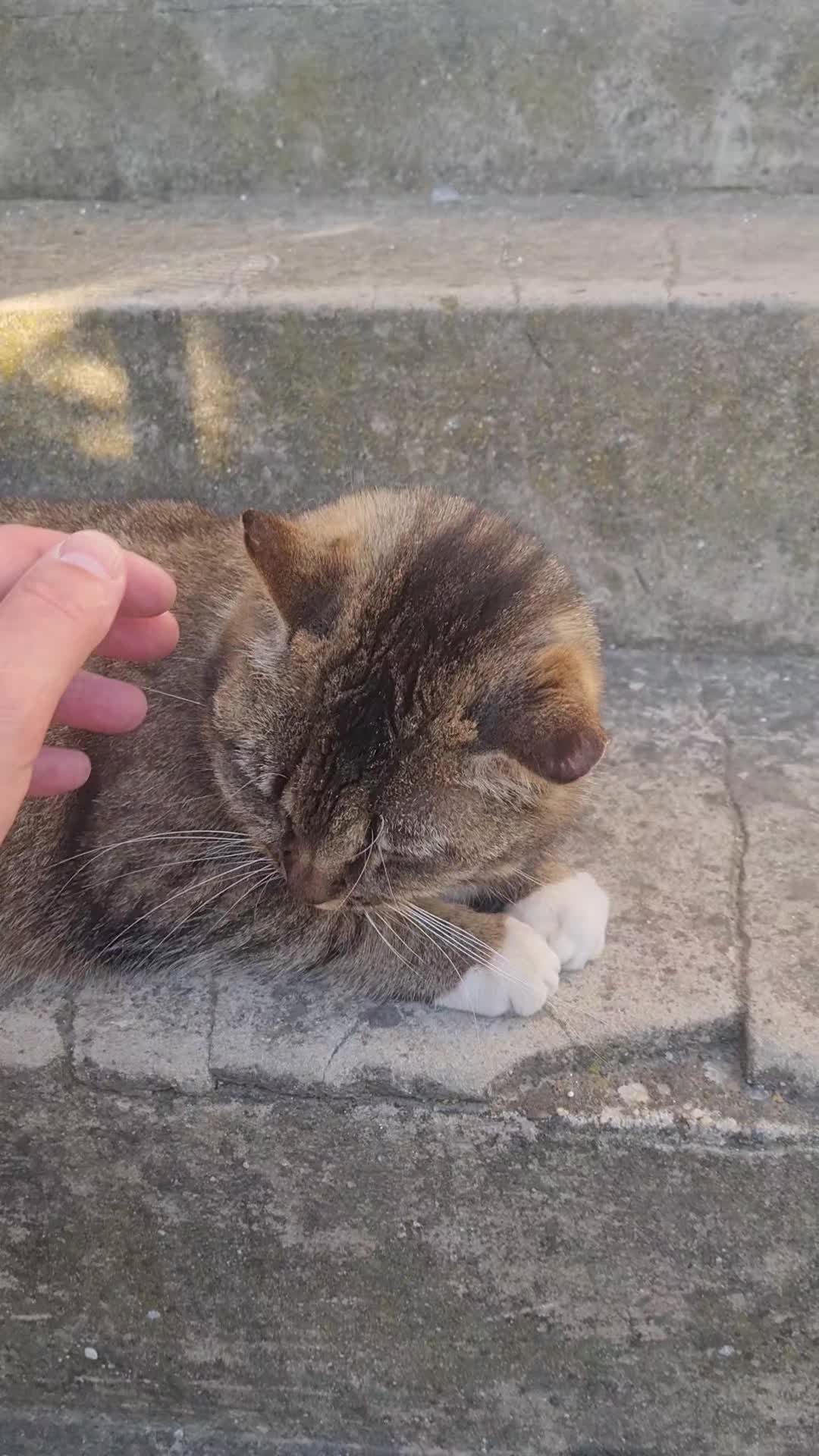 @Cat World
