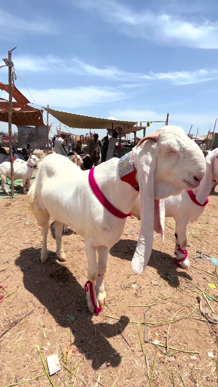 @Shah Goat Farm