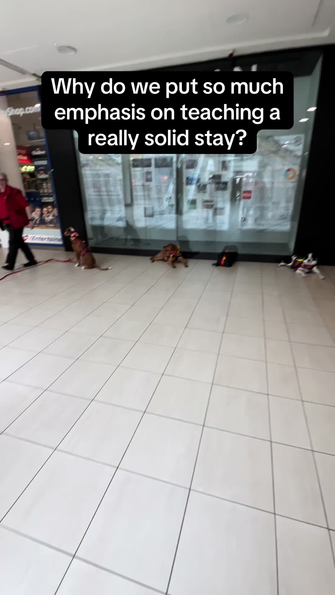 @Infinity Dogs CIC