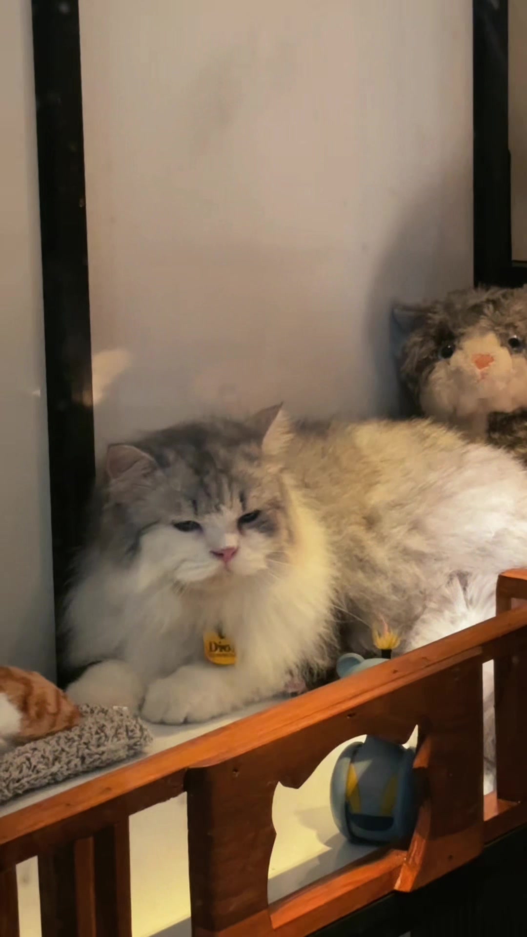 @PETGROW : CAT GROOMING MALANG