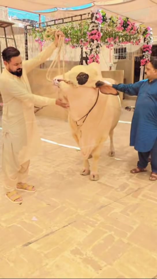 @#shoaib qureshi#