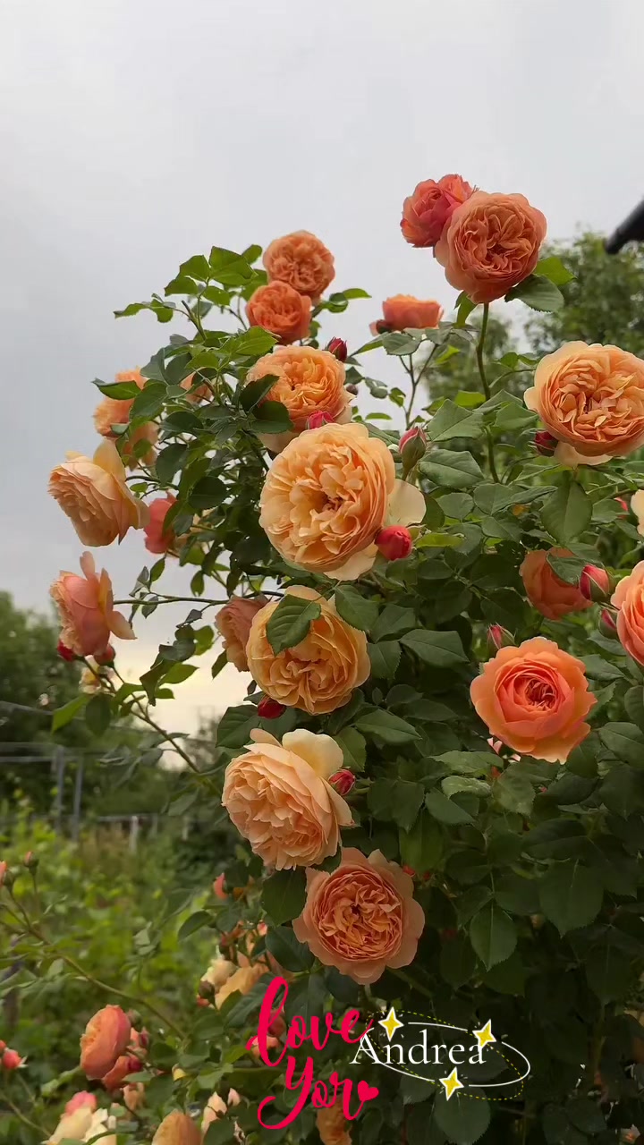 @andreacorsi298