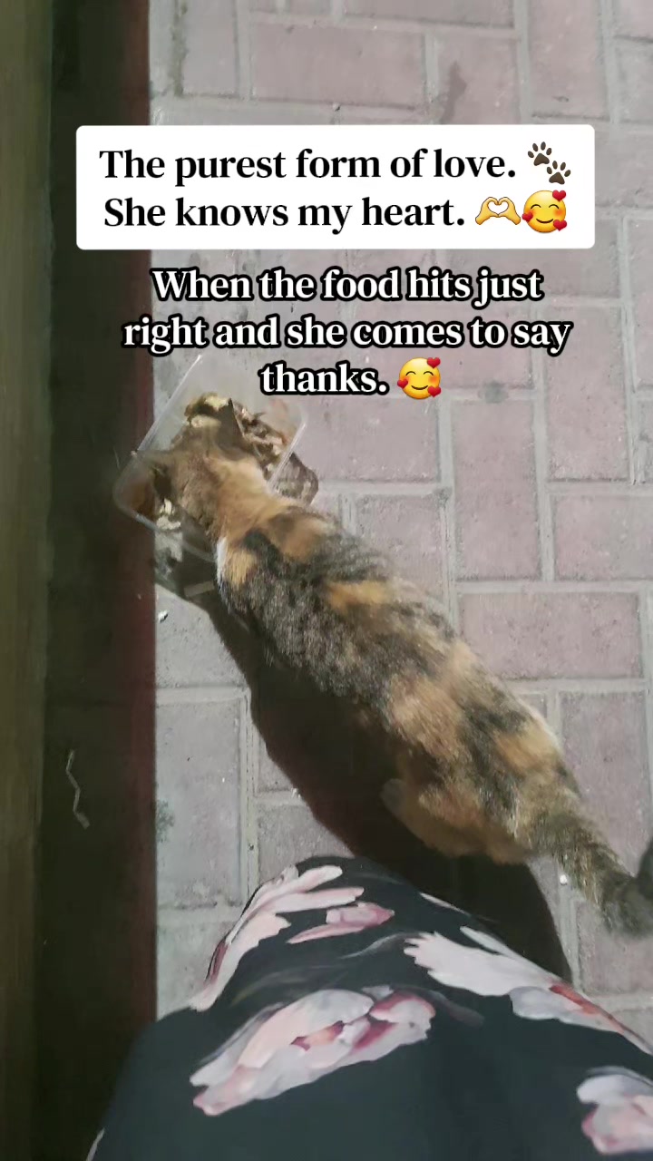@🐾Feeding Stray Cats Daily🐈&zwj;⬛
