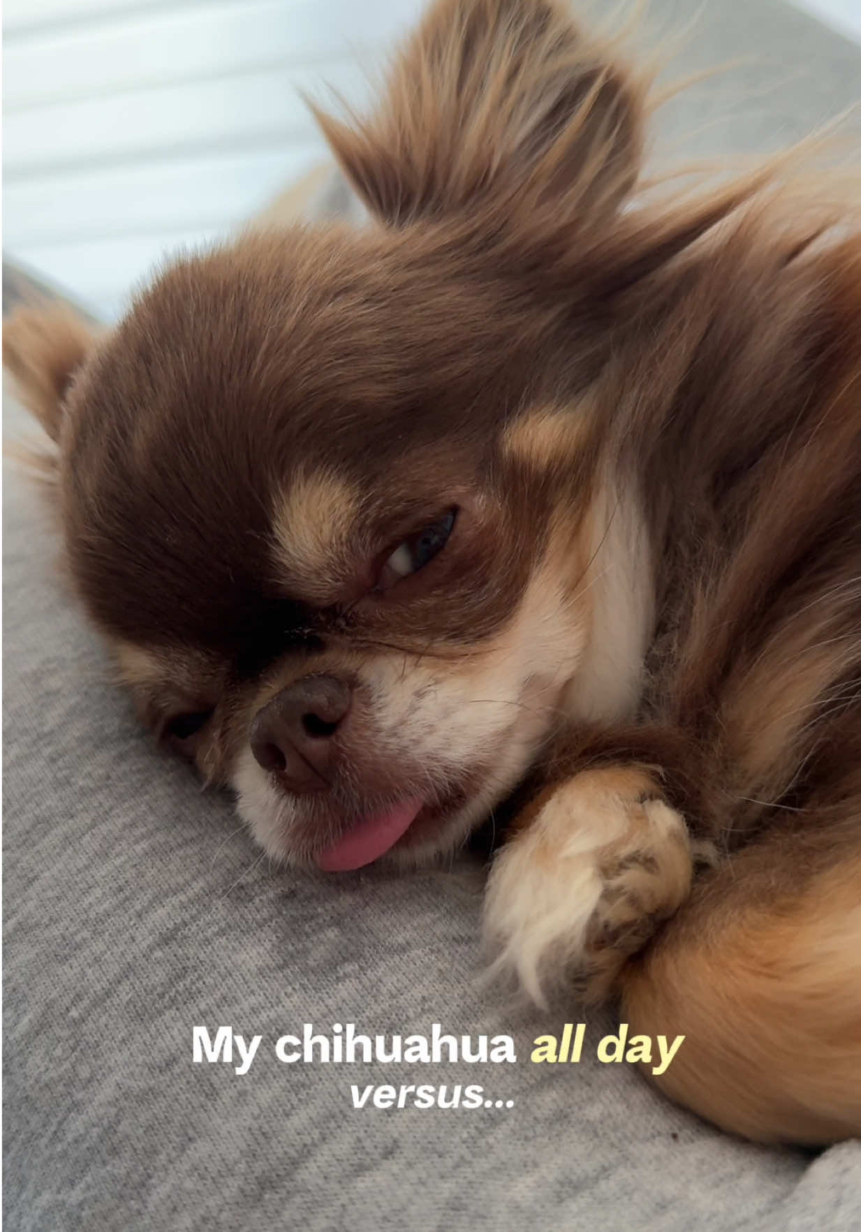 @Lou the Chichi