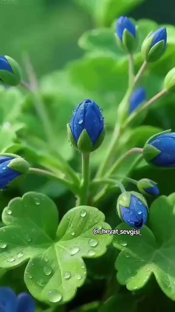 @💖✨
