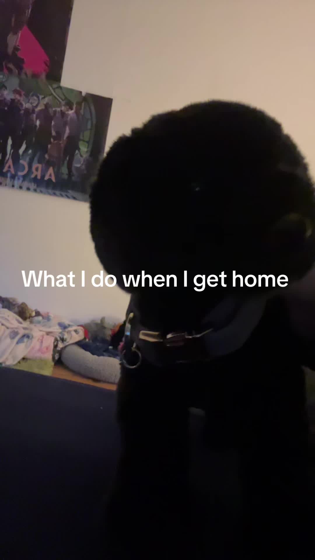 @bordercollieguy3