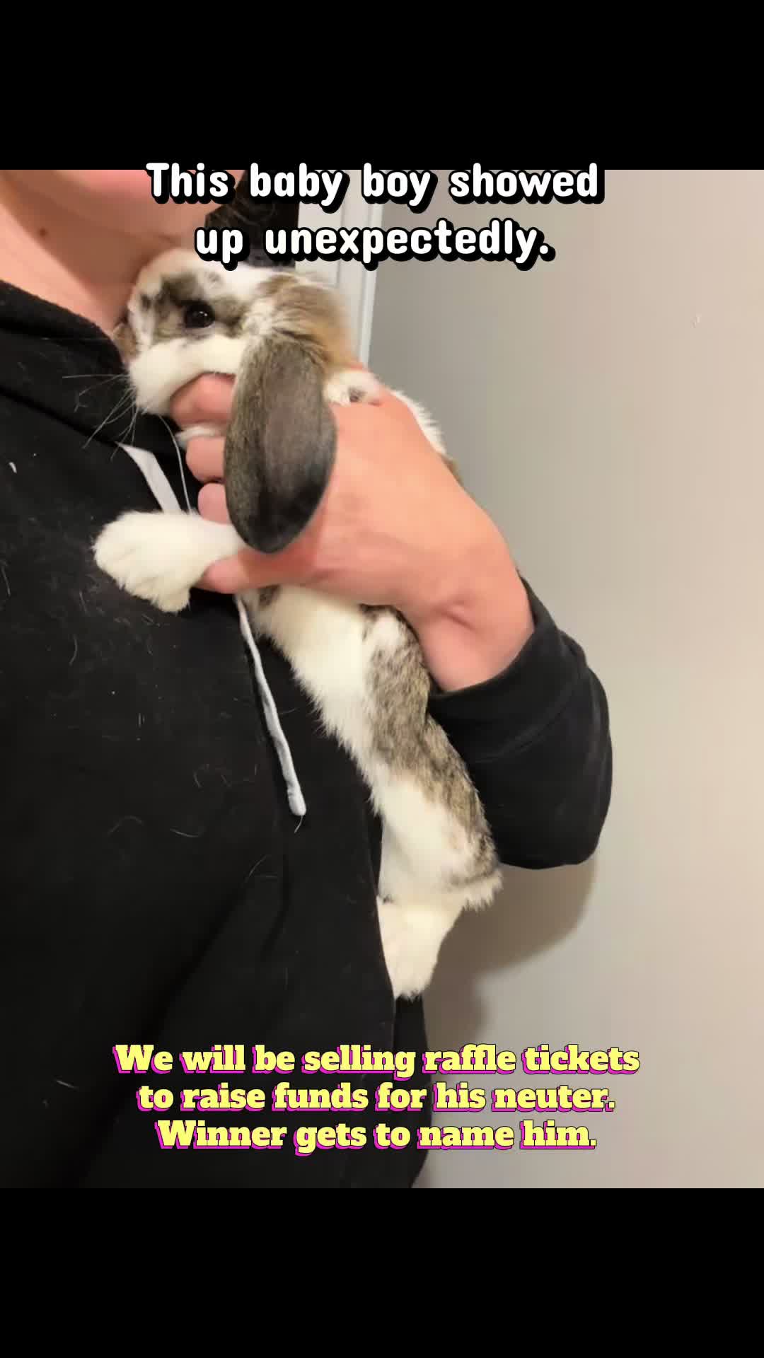 @Romeo Rabbit Rescue