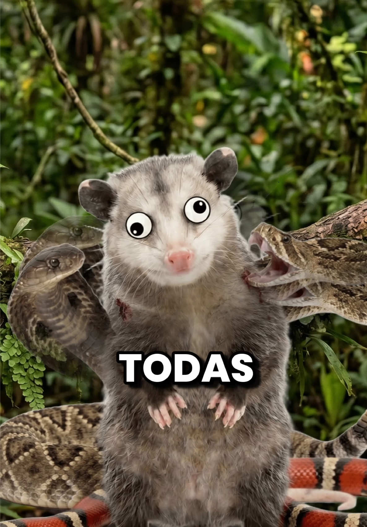 @GabSolf