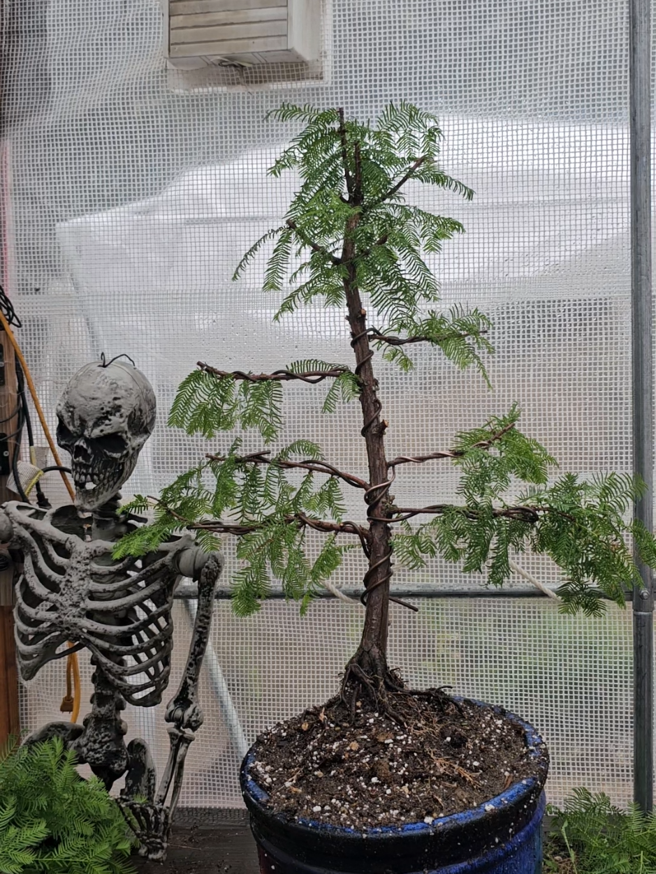 @North County Bonsai