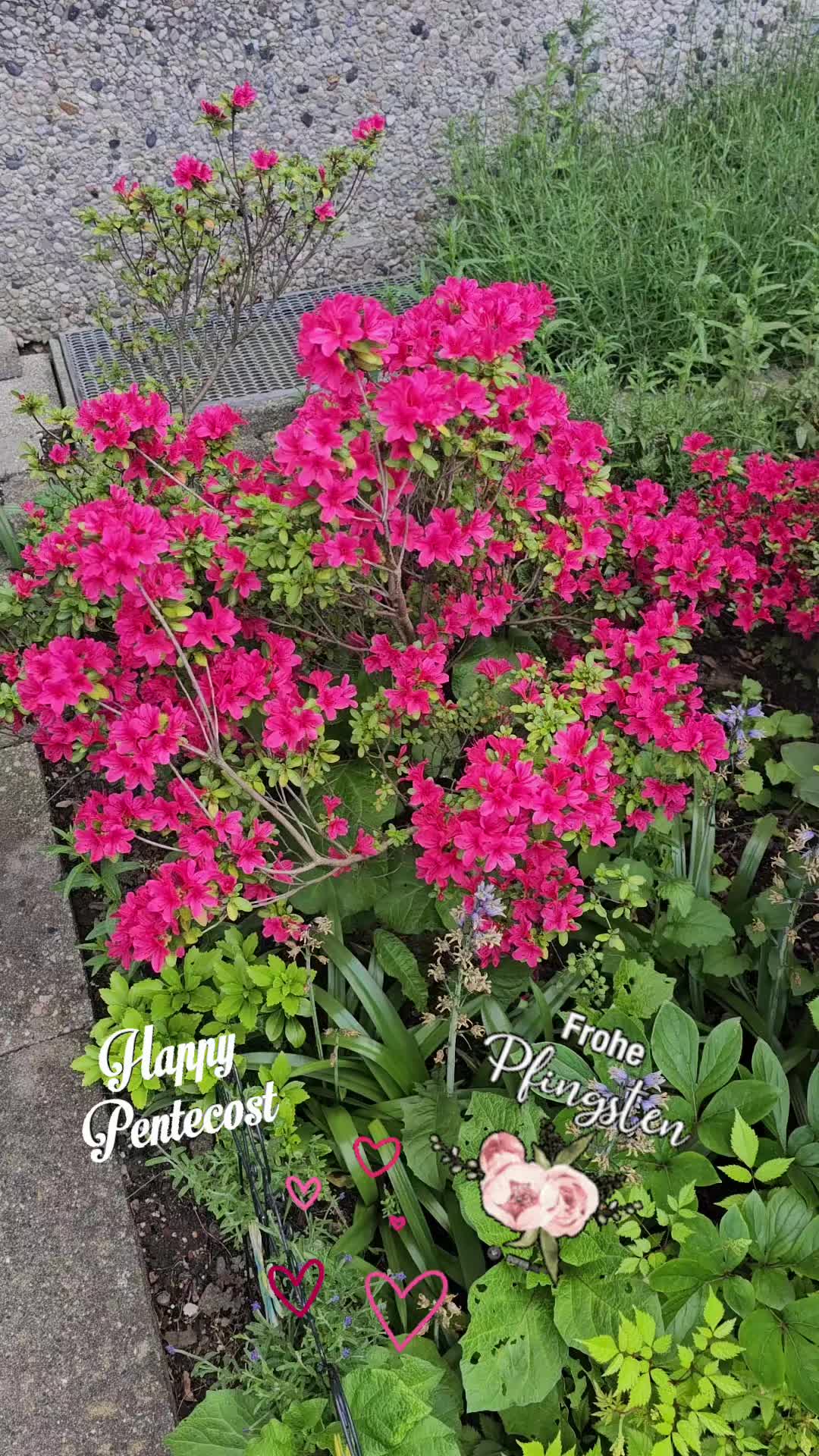 @🌹 Marina 🌹