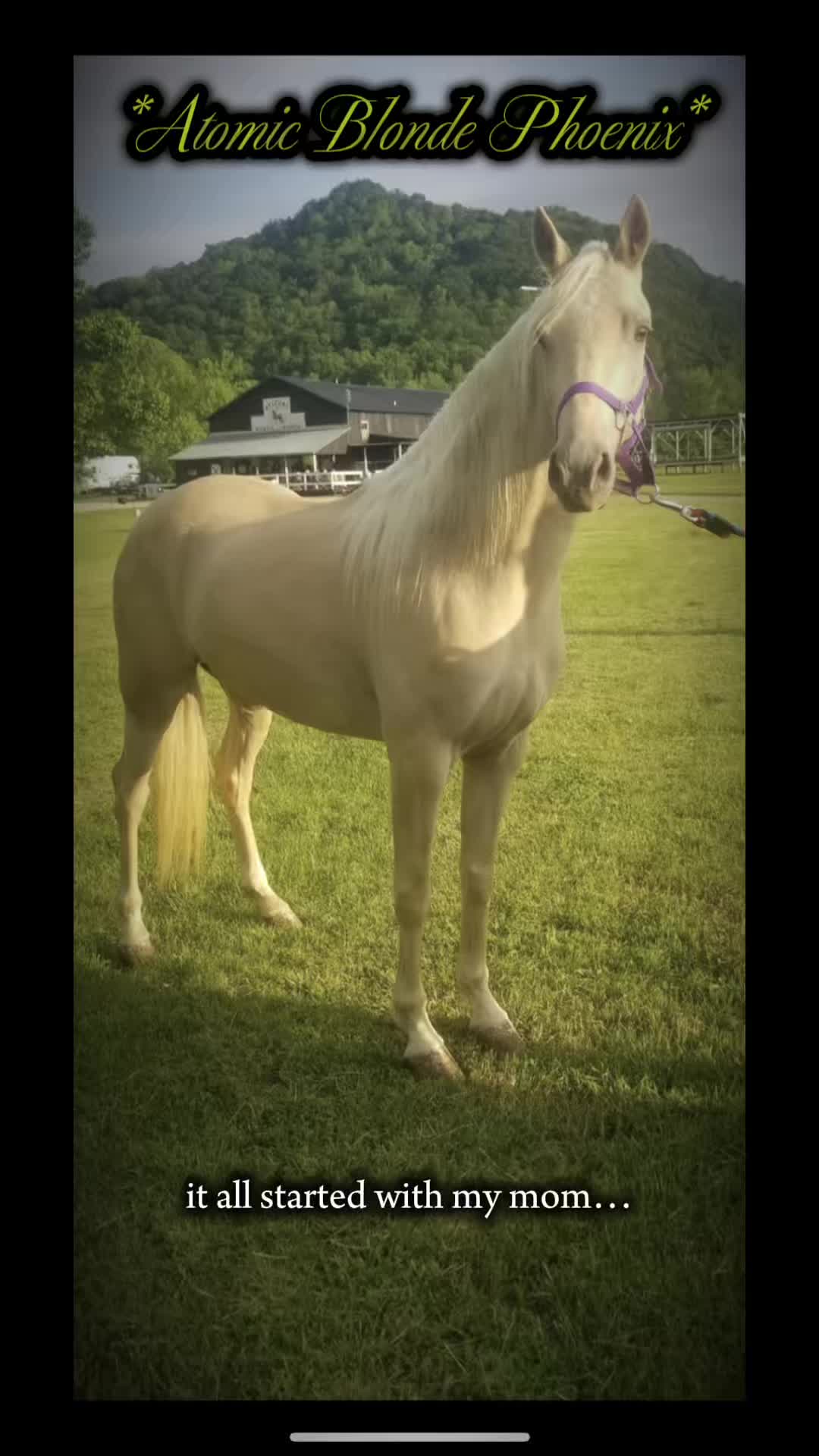 @Libby🐾❤️🐴