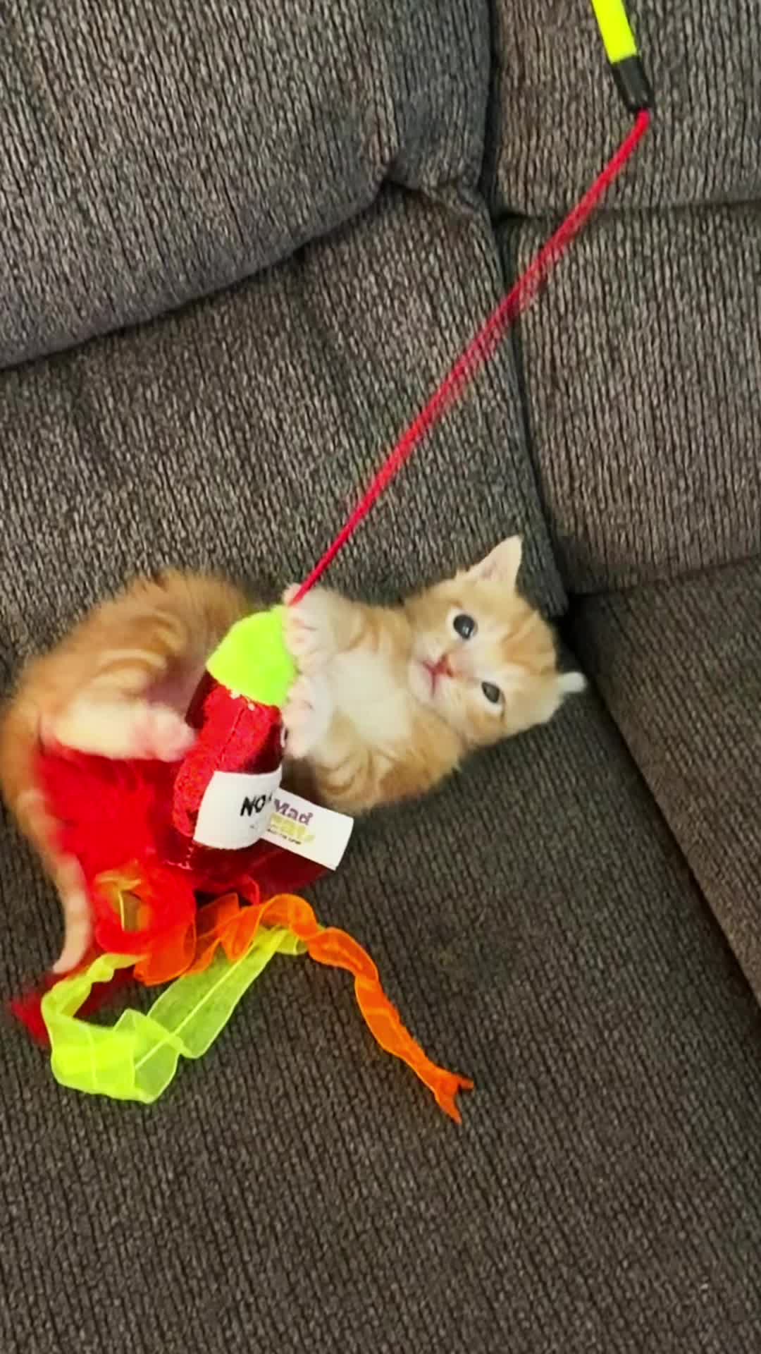 @interestinglilcreature