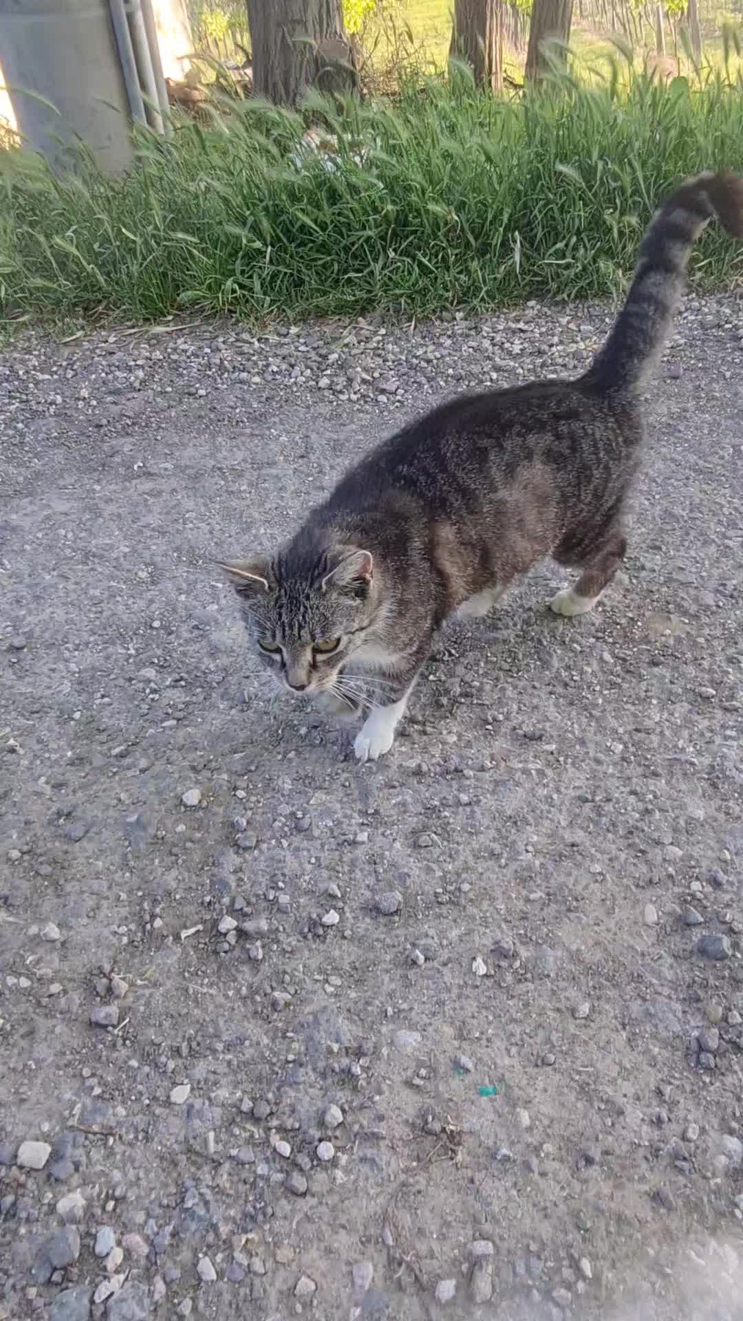 @Cat World