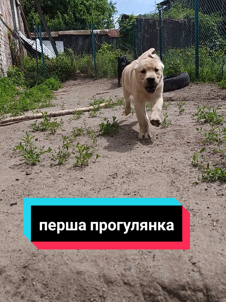 @rada_labrador