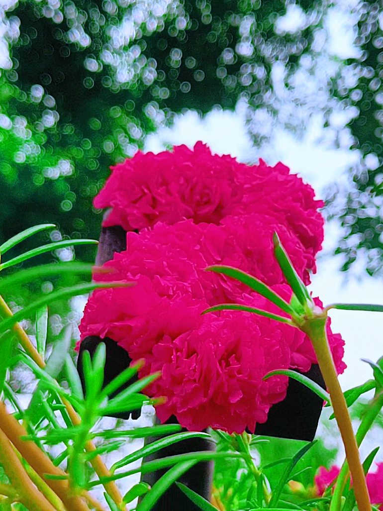 @🪺🦋বাংলার প্রকৃতি 🌾🌹