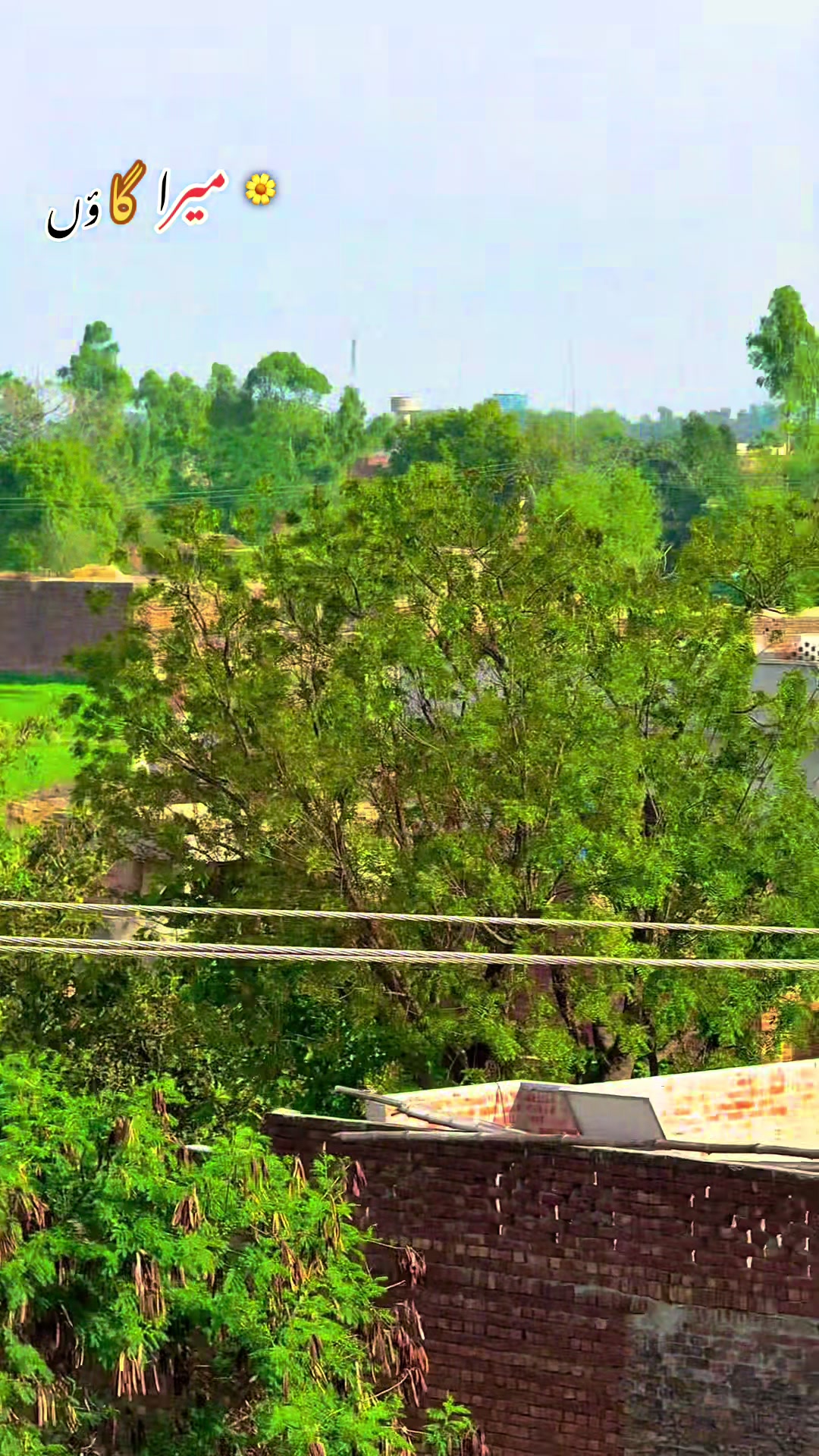 @شانی میو🌱🍁
