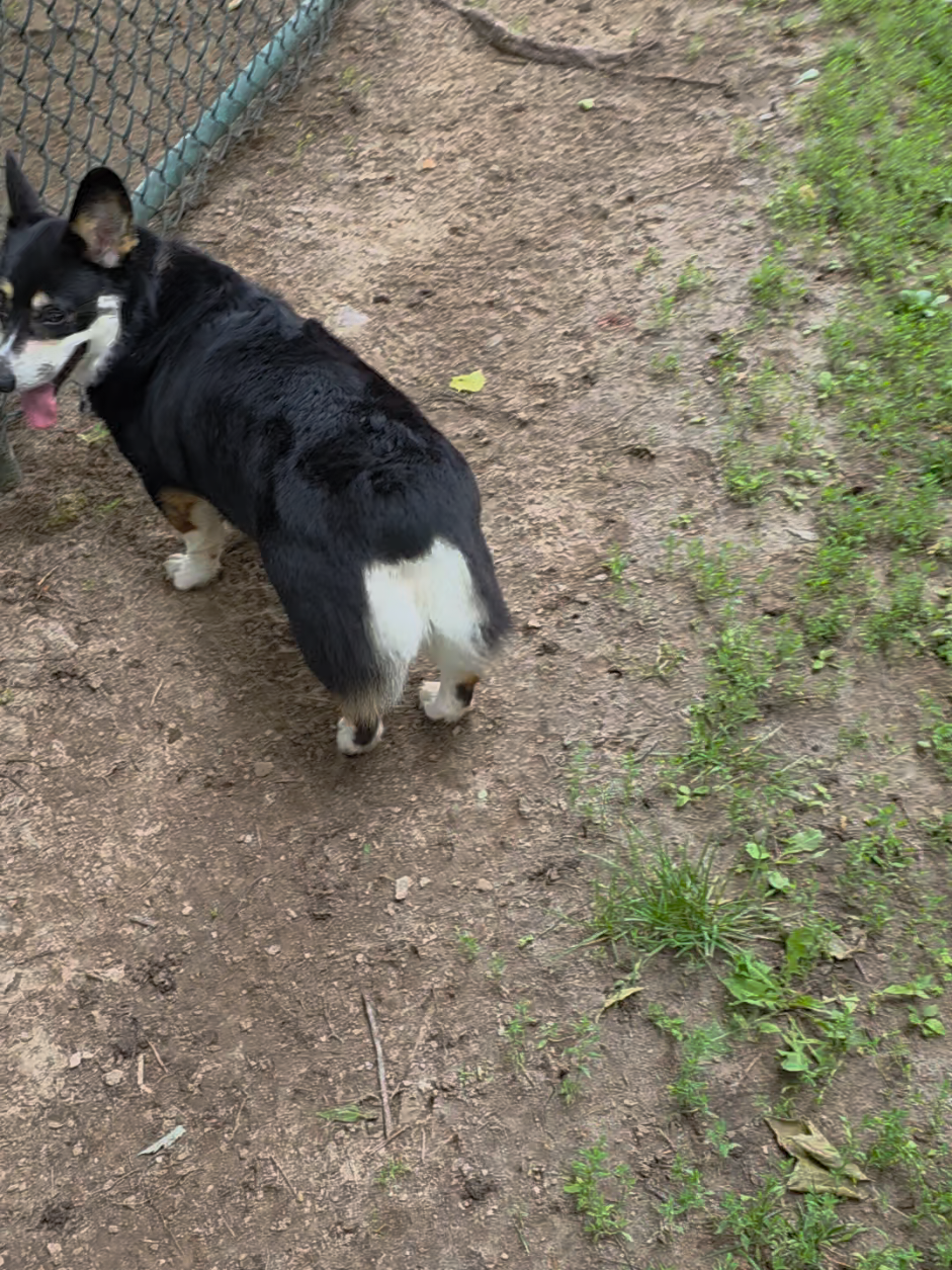 @Chelsea | Corgi Mom 🐾