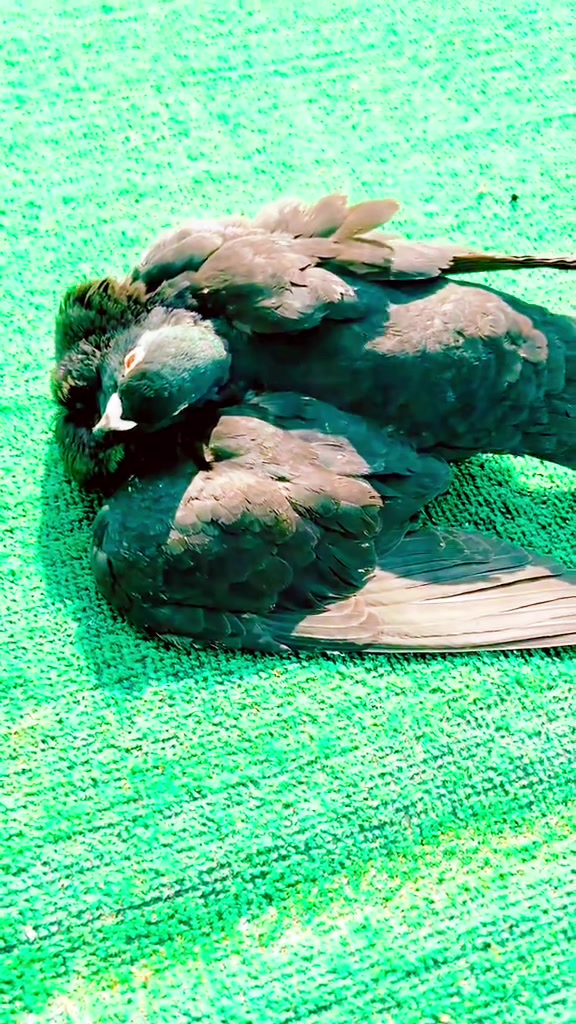 @🕊️ⓀⒶⓈⒶⓅ ⒼⓄⓀⒽⒶⓃ🕊️