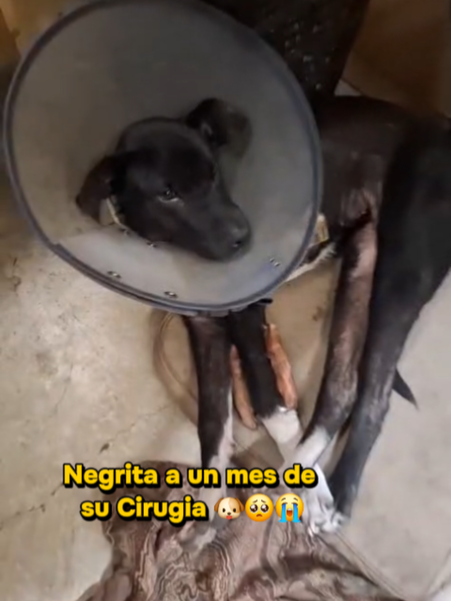 @Will AnimaLover