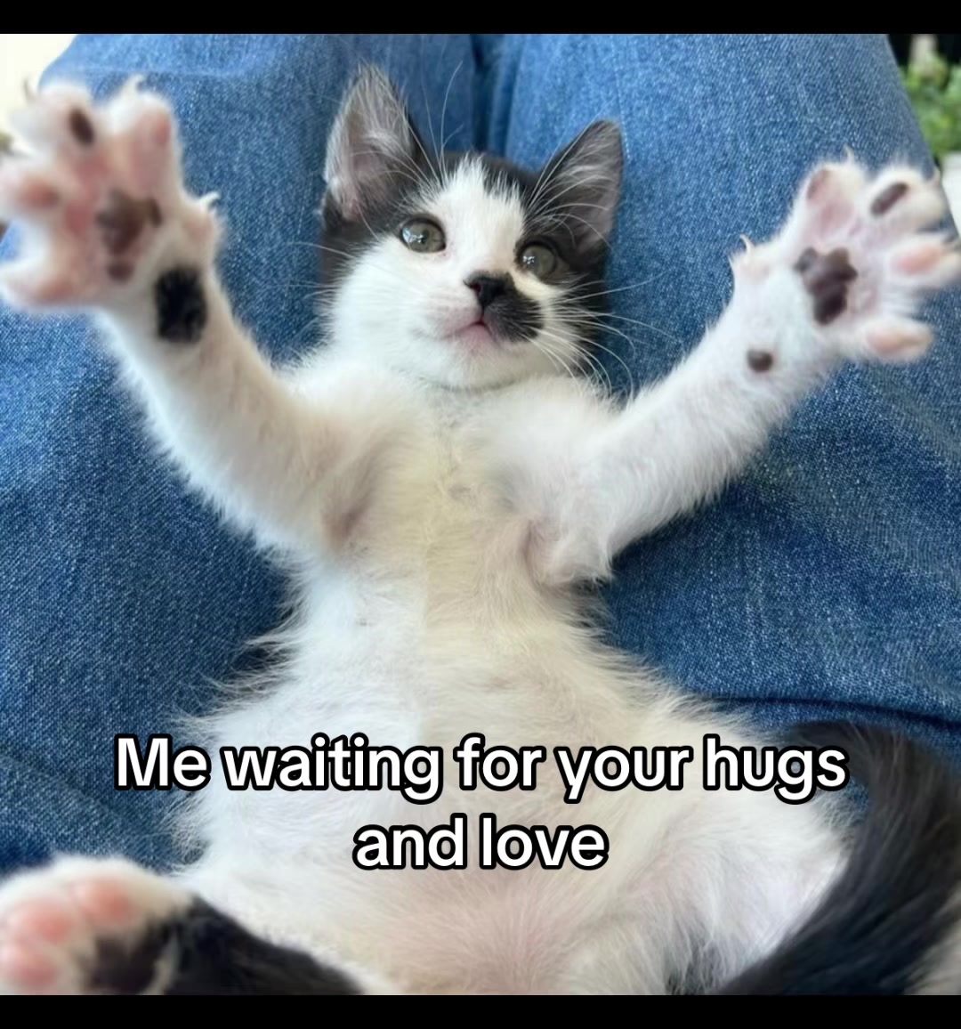 @LavanderCat