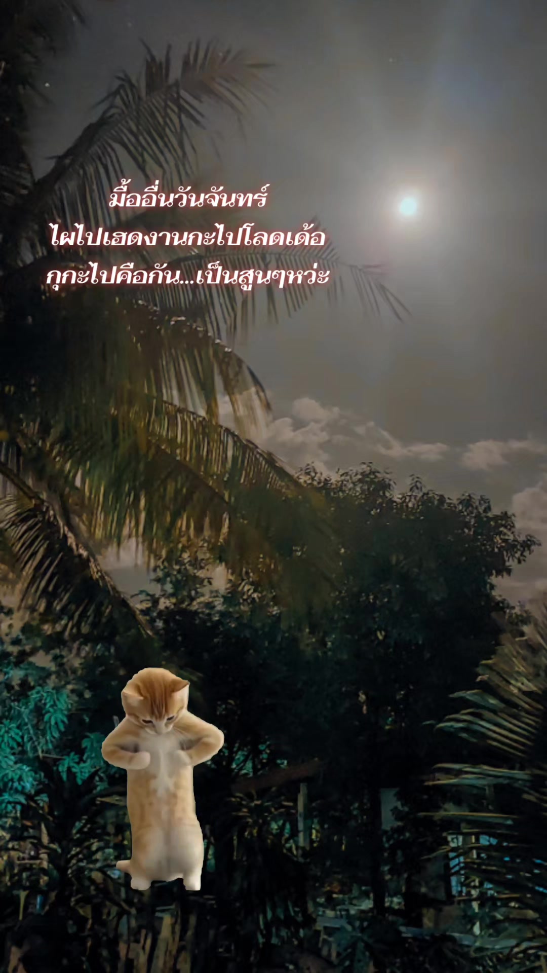 @🌼🍀นิชา🍀🌼