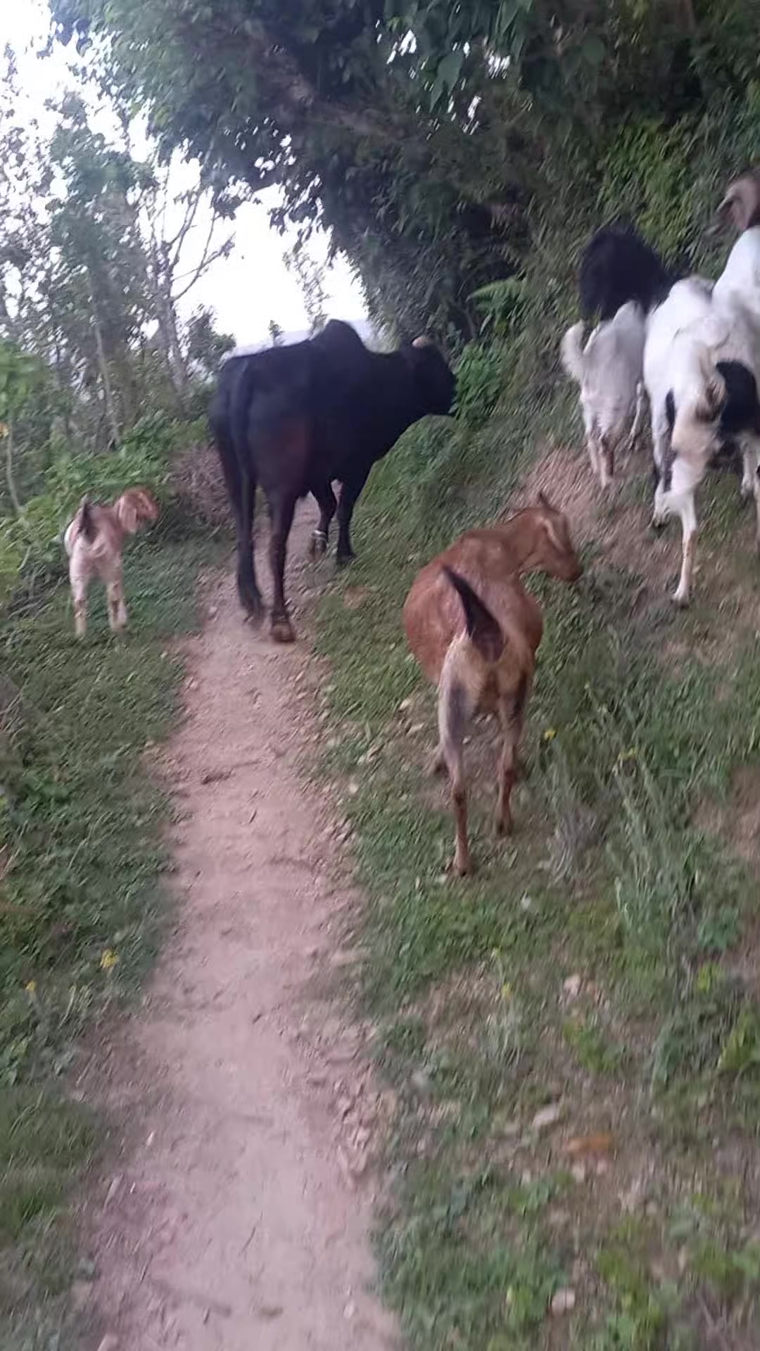 @❣️अर्काओ बुढी लभर