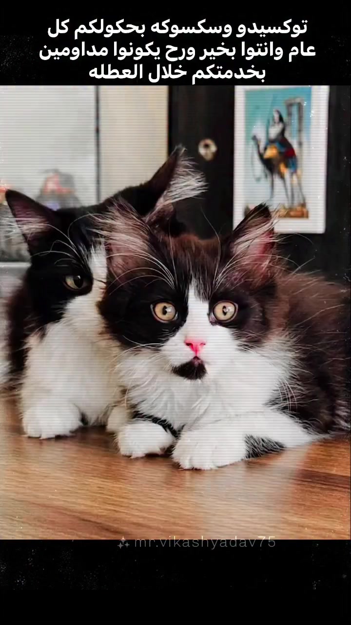 @ابوعون