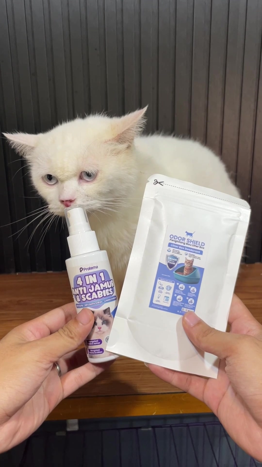 @Republic Of Cat