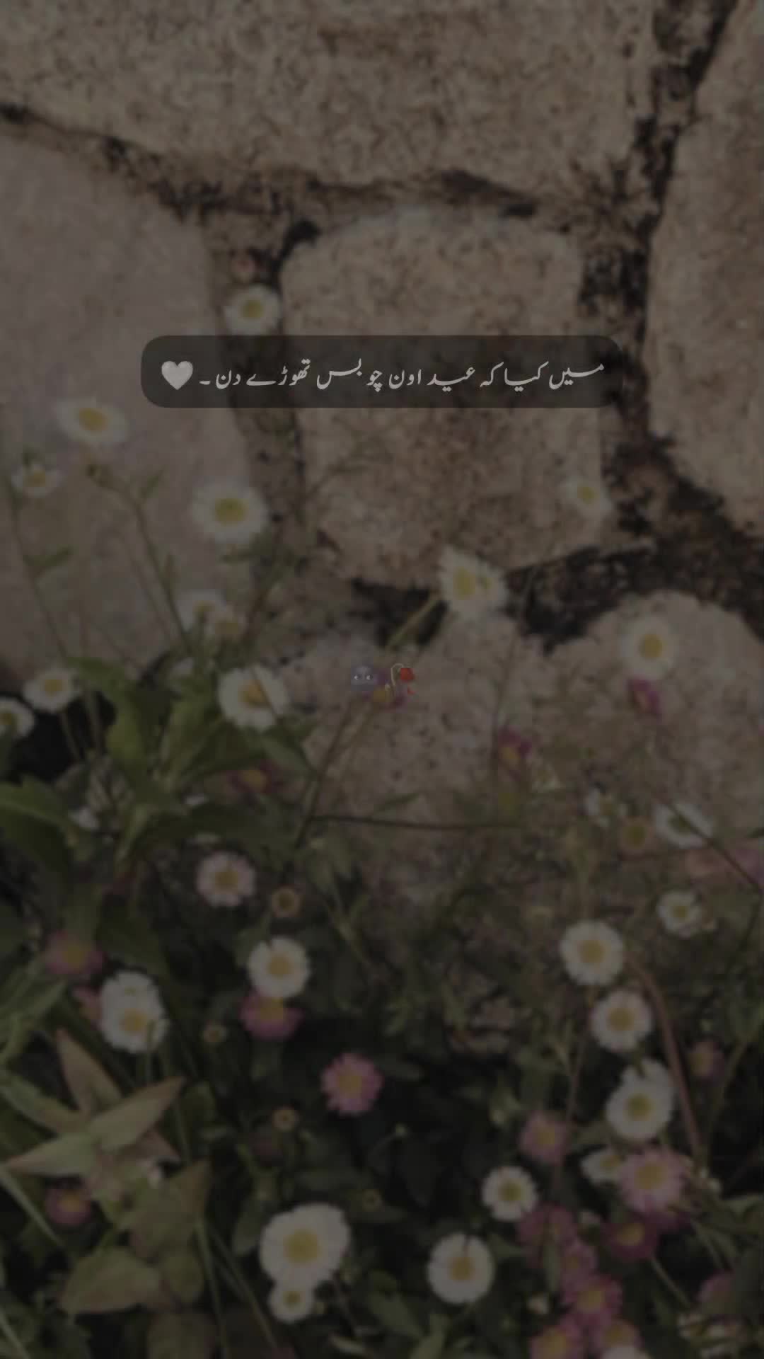 @๐ ๐ ๐ ๐ข ๐๐ซ