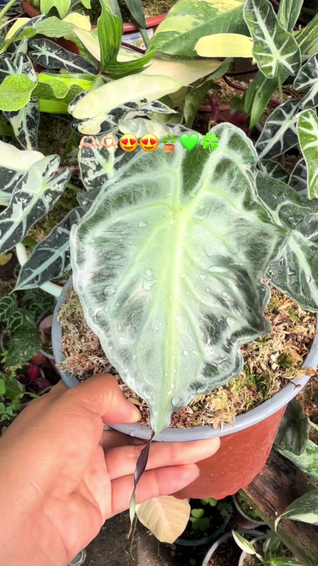 @Gianna.Plants 💚🍀🪴🇵🇪