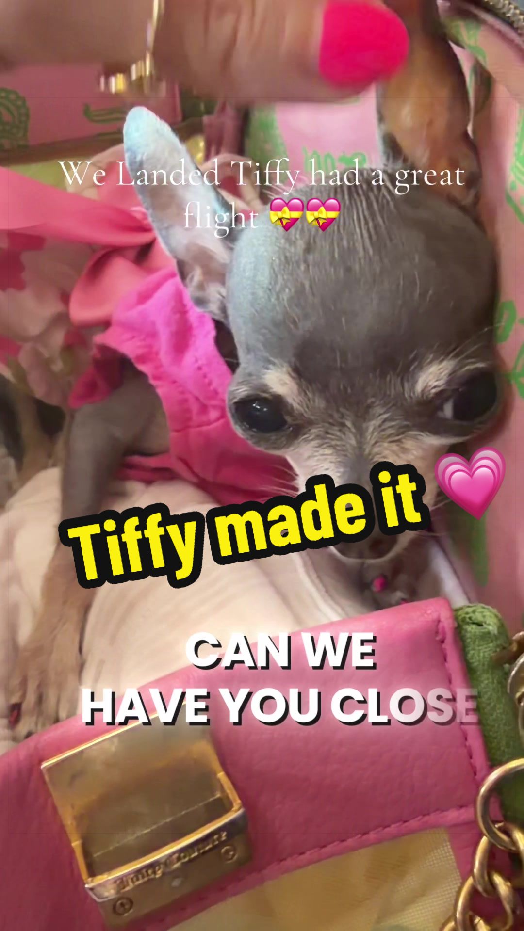 @Tinytiffytheteacupchihuahua