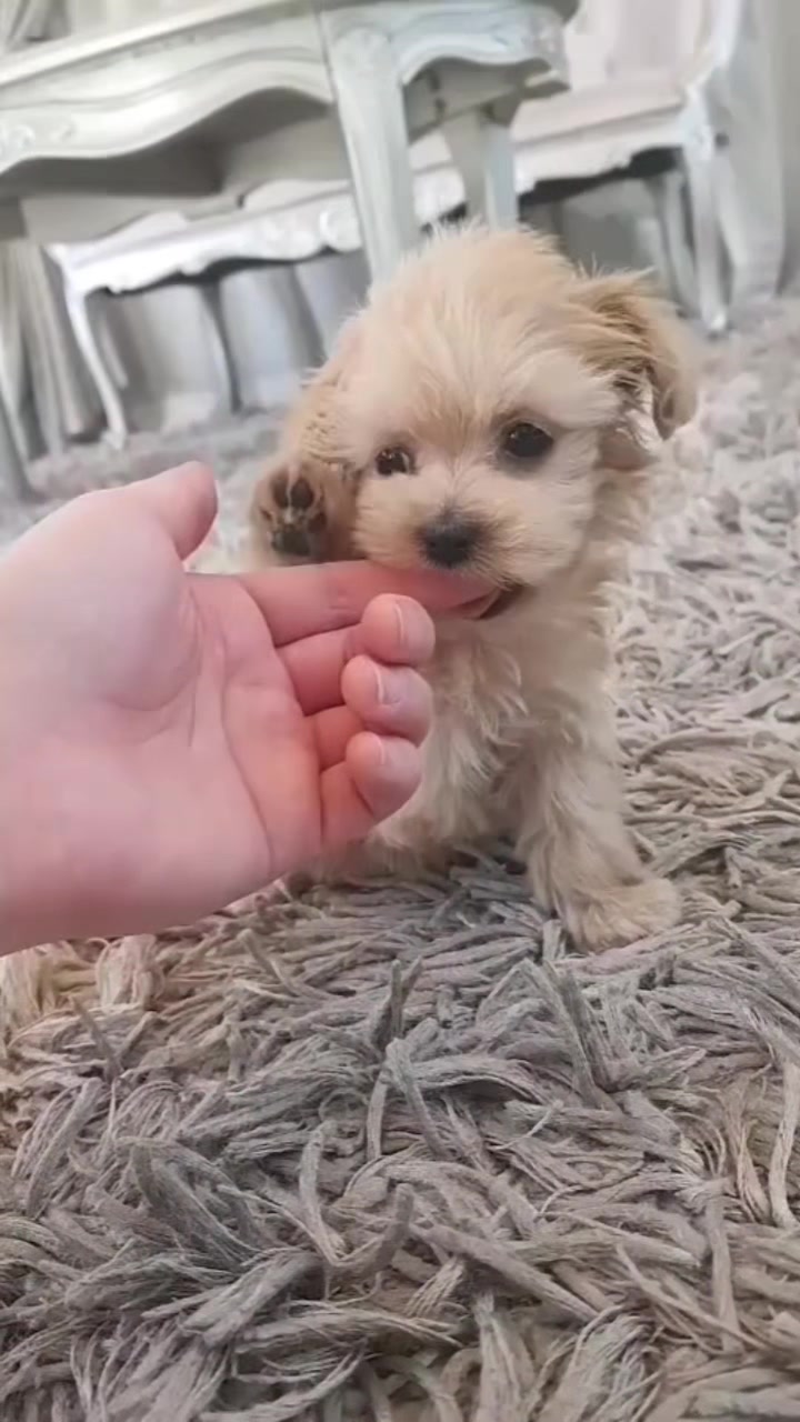 @Teacup puppies