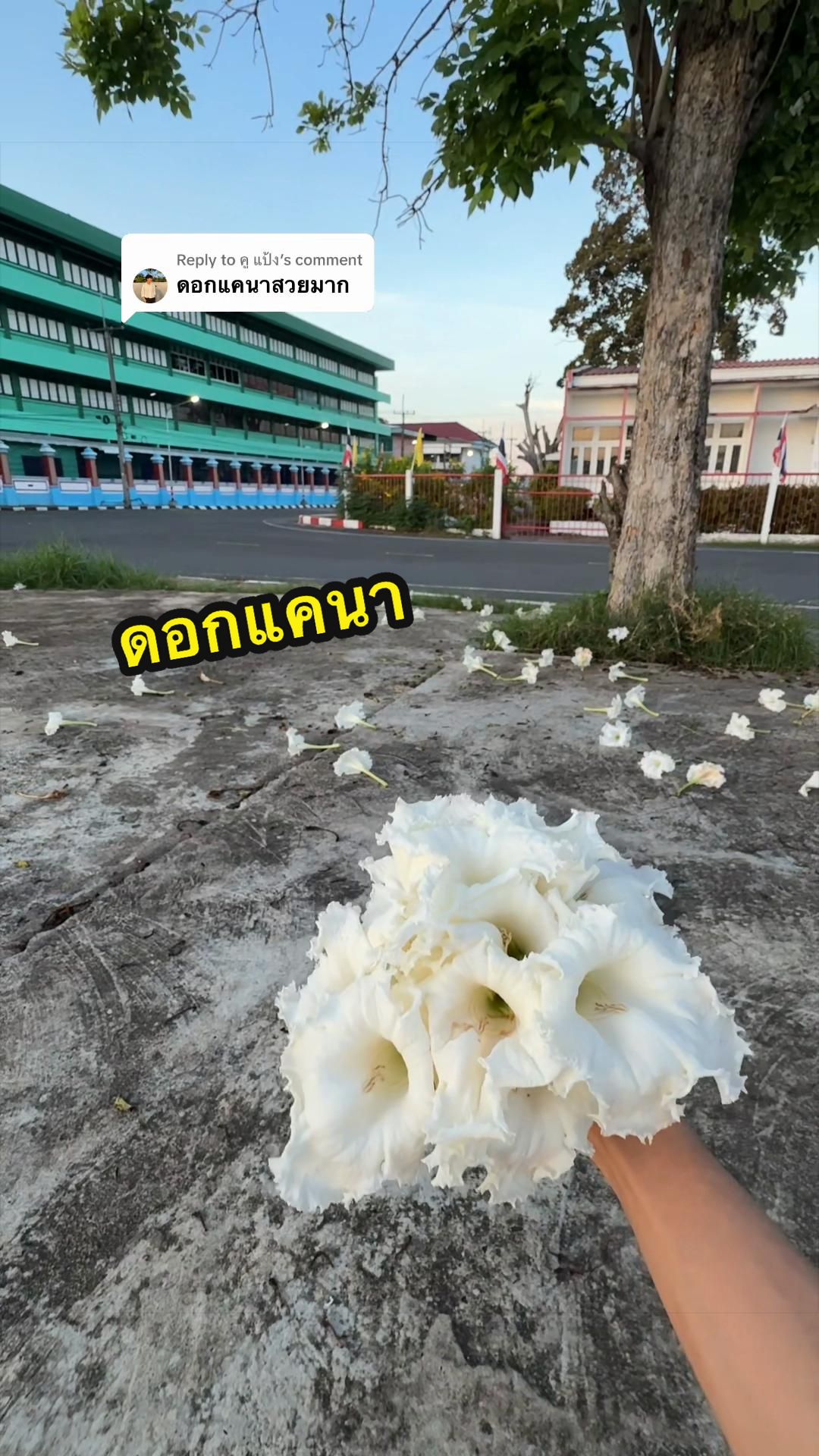 @คู แป้ง