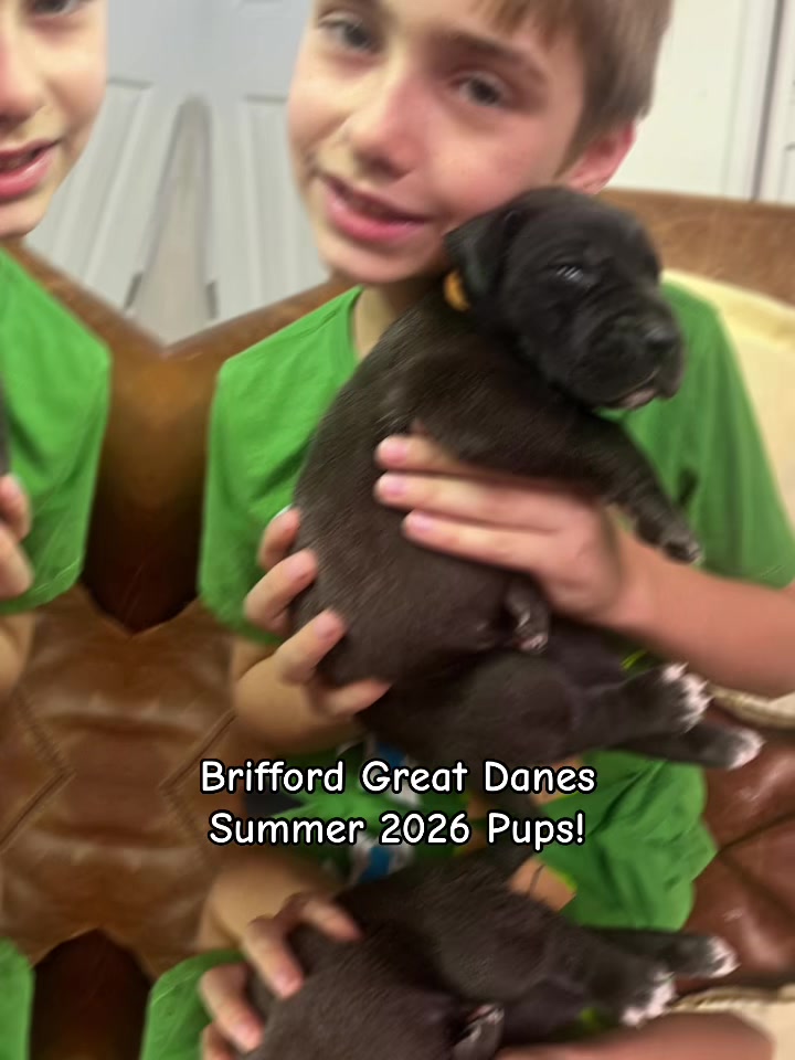 @Brifford Great Danes .com
