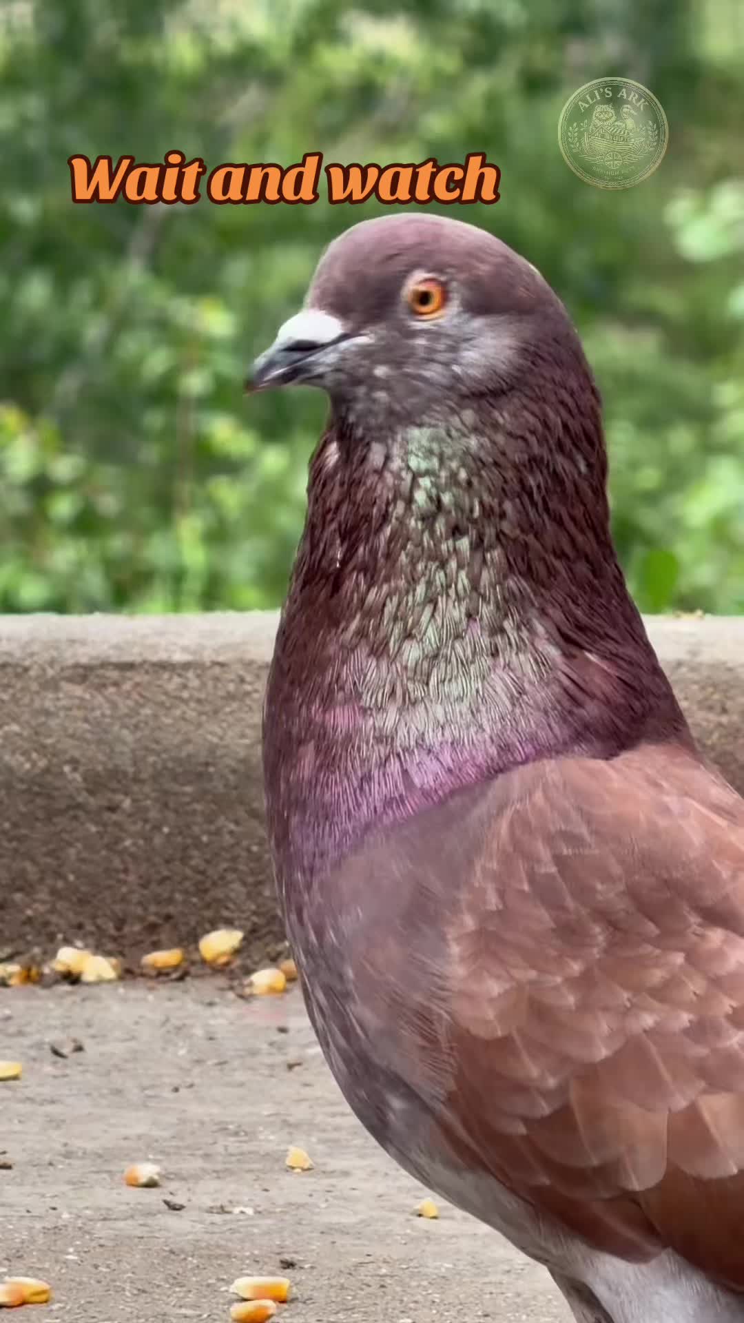 @alis.ark_official
