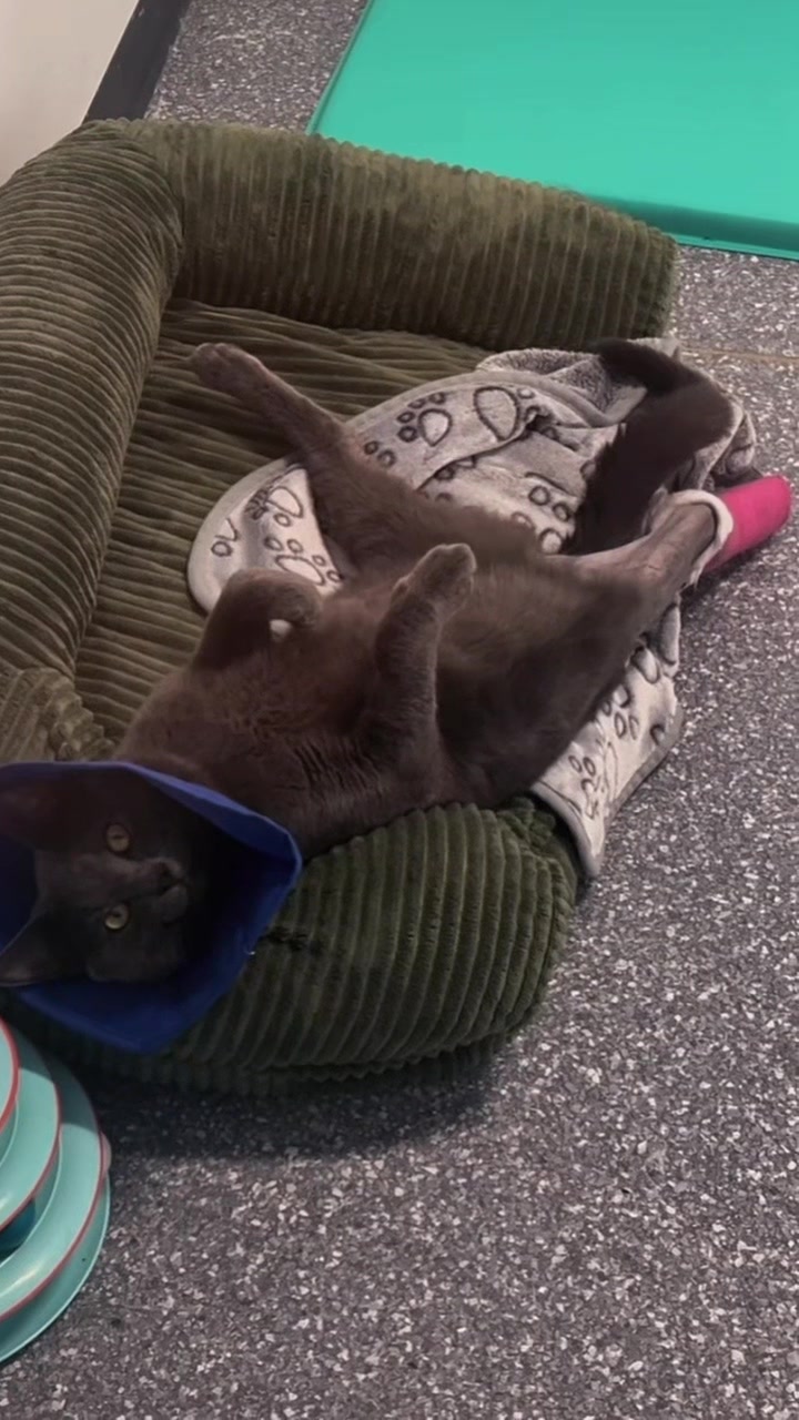@The Fur Seasons Feline Rescue