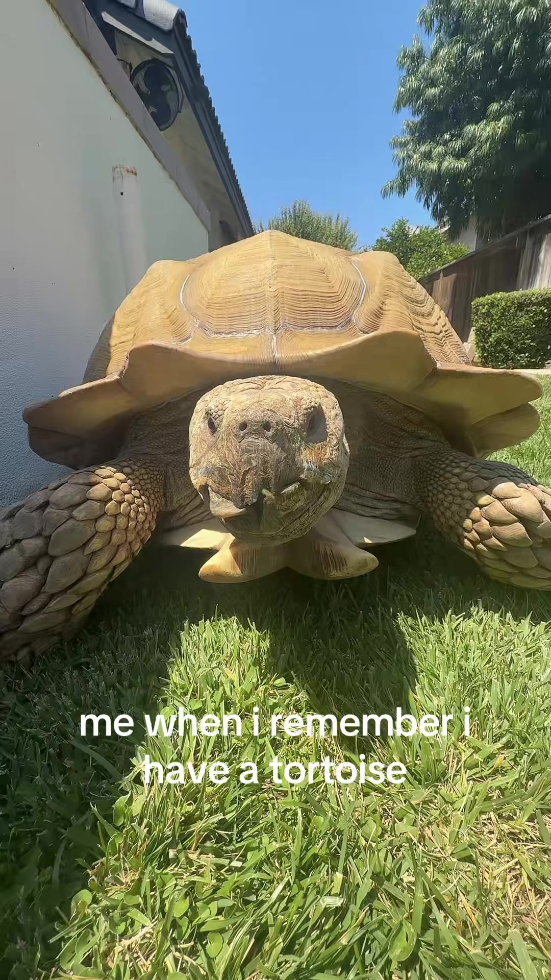 @brooklee