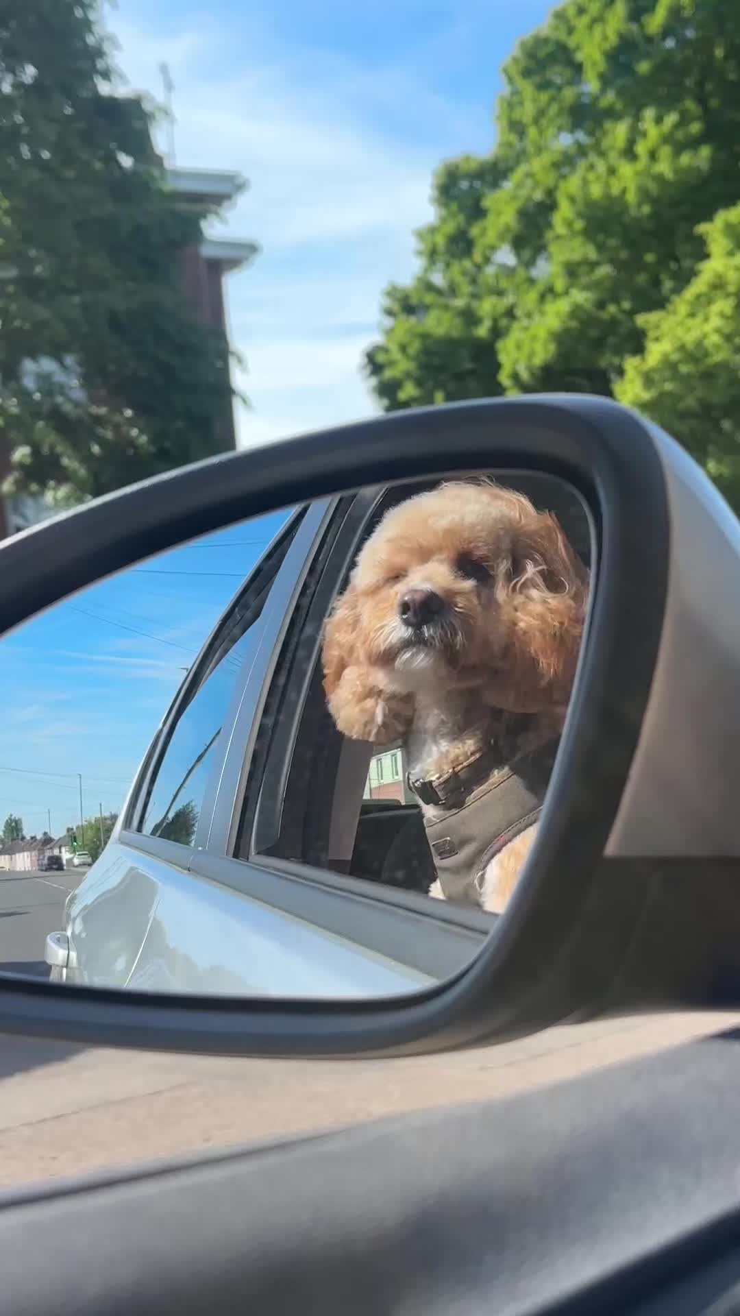 @Rosco & His Humans ๐พ๐ ๐ฉต