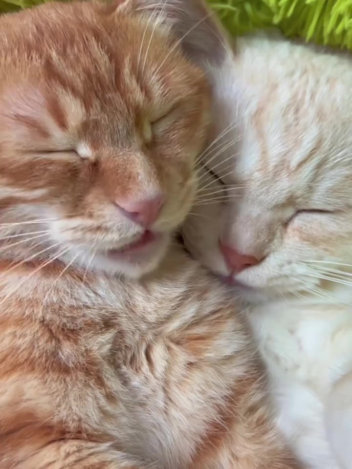 @Random Cat Stuff