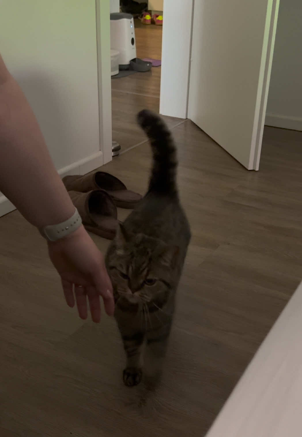 @Sonja_Kitty-Cat
