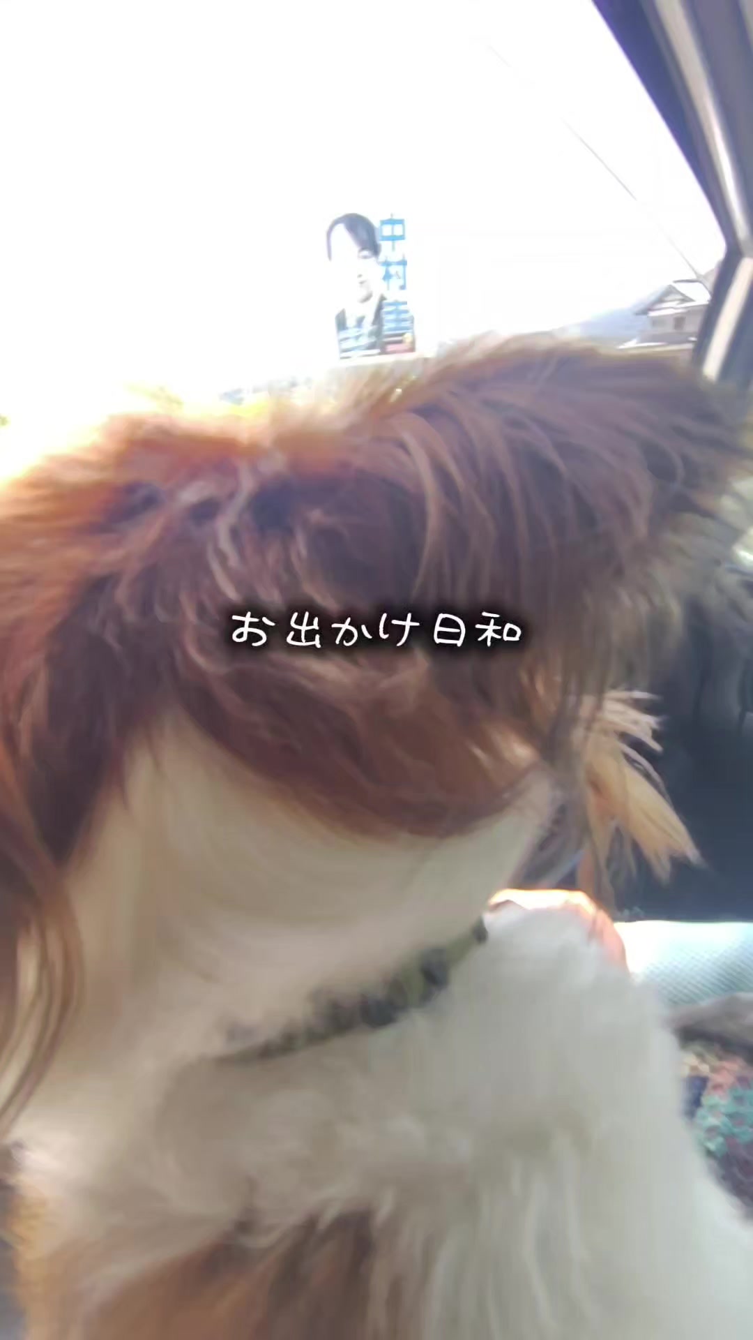 @デカパピひまわり君