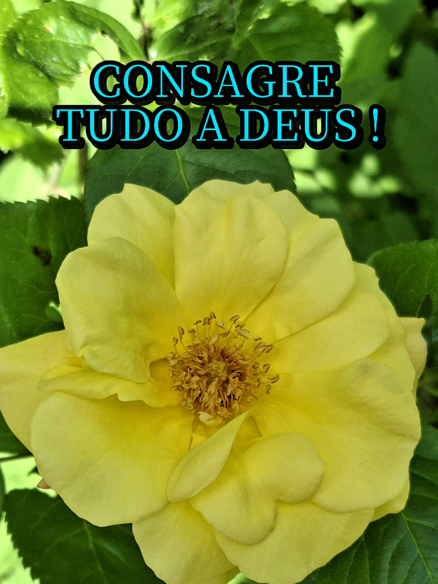 @Sempre ao seu Lado 🙌🏻❤️