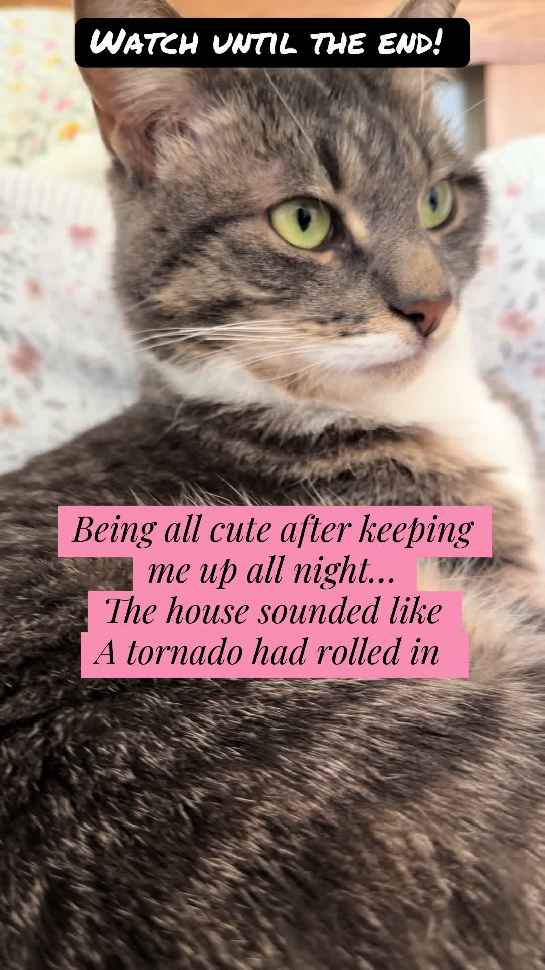@TheCatandDogTeam