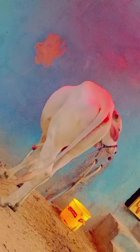 @𝄟≛⃝wasi𓆪ꪾ𝄟≛,
