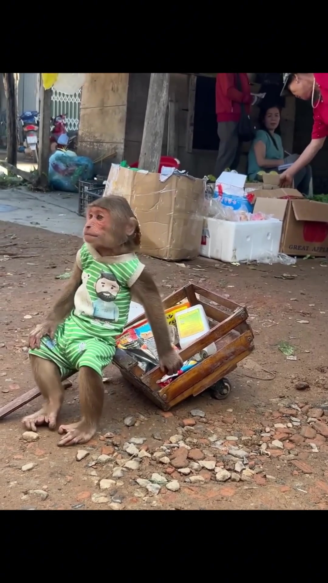 @Monkey Life 24h