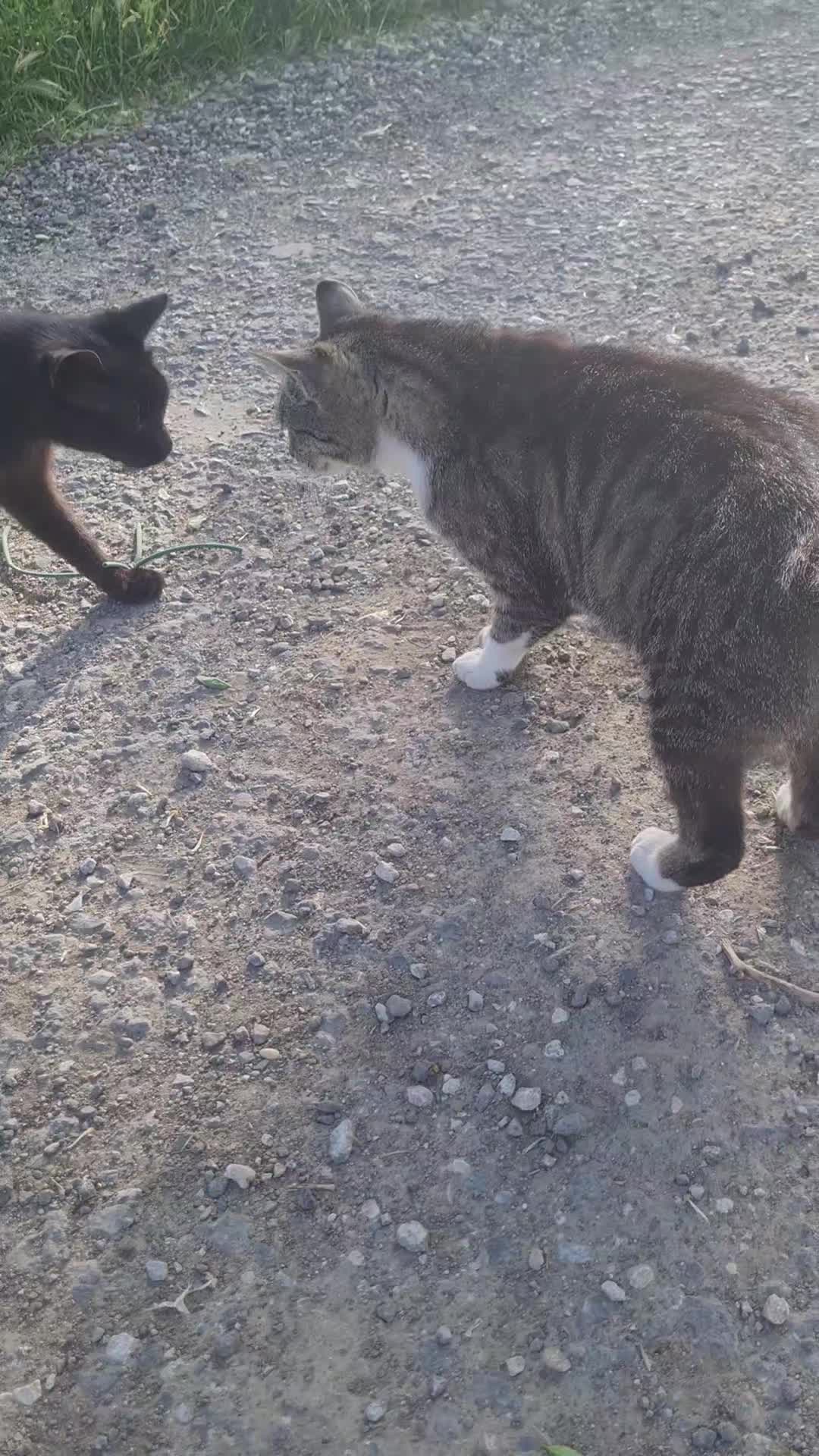 @Cat World