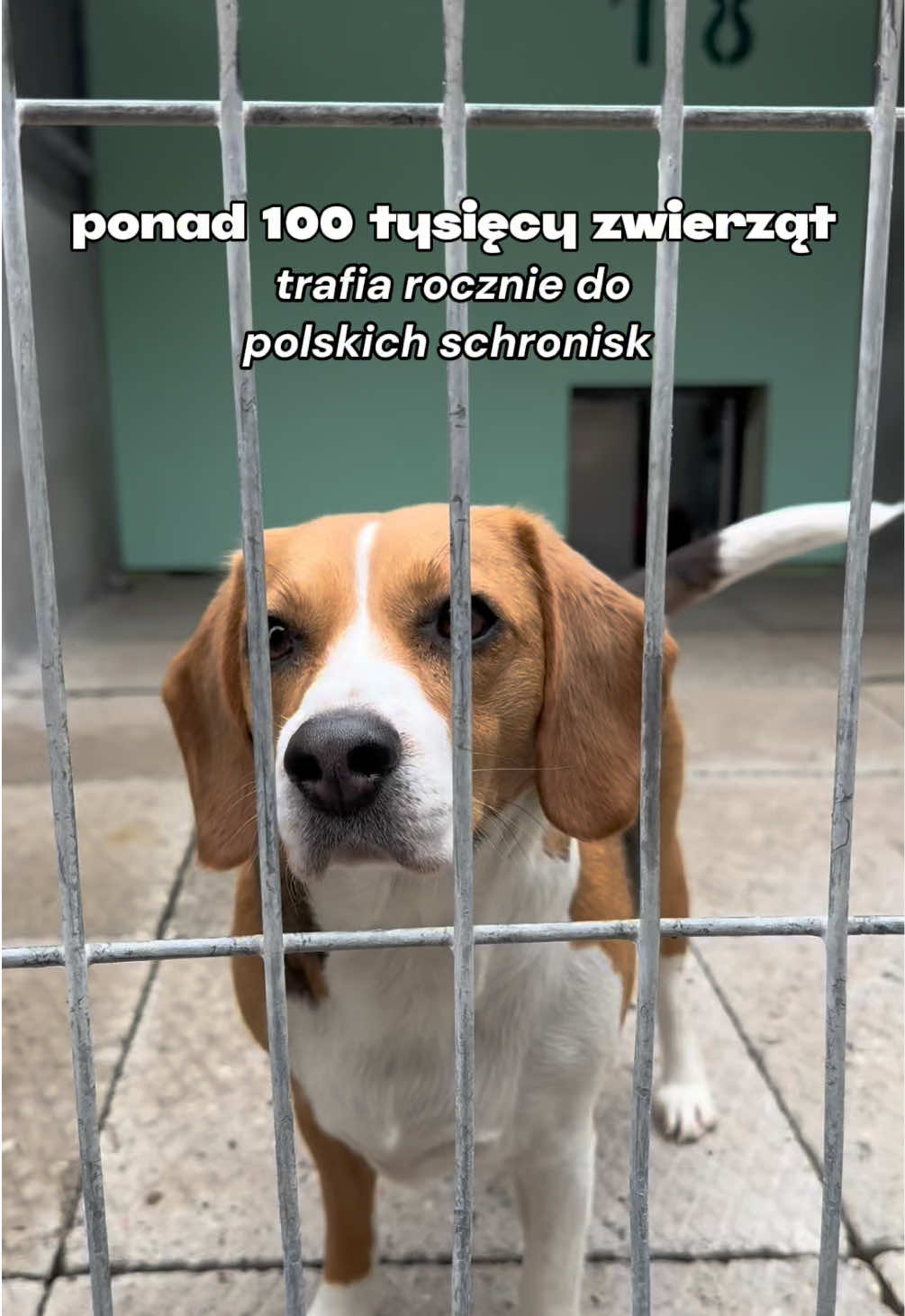 @Bielskie Łapki 🐾